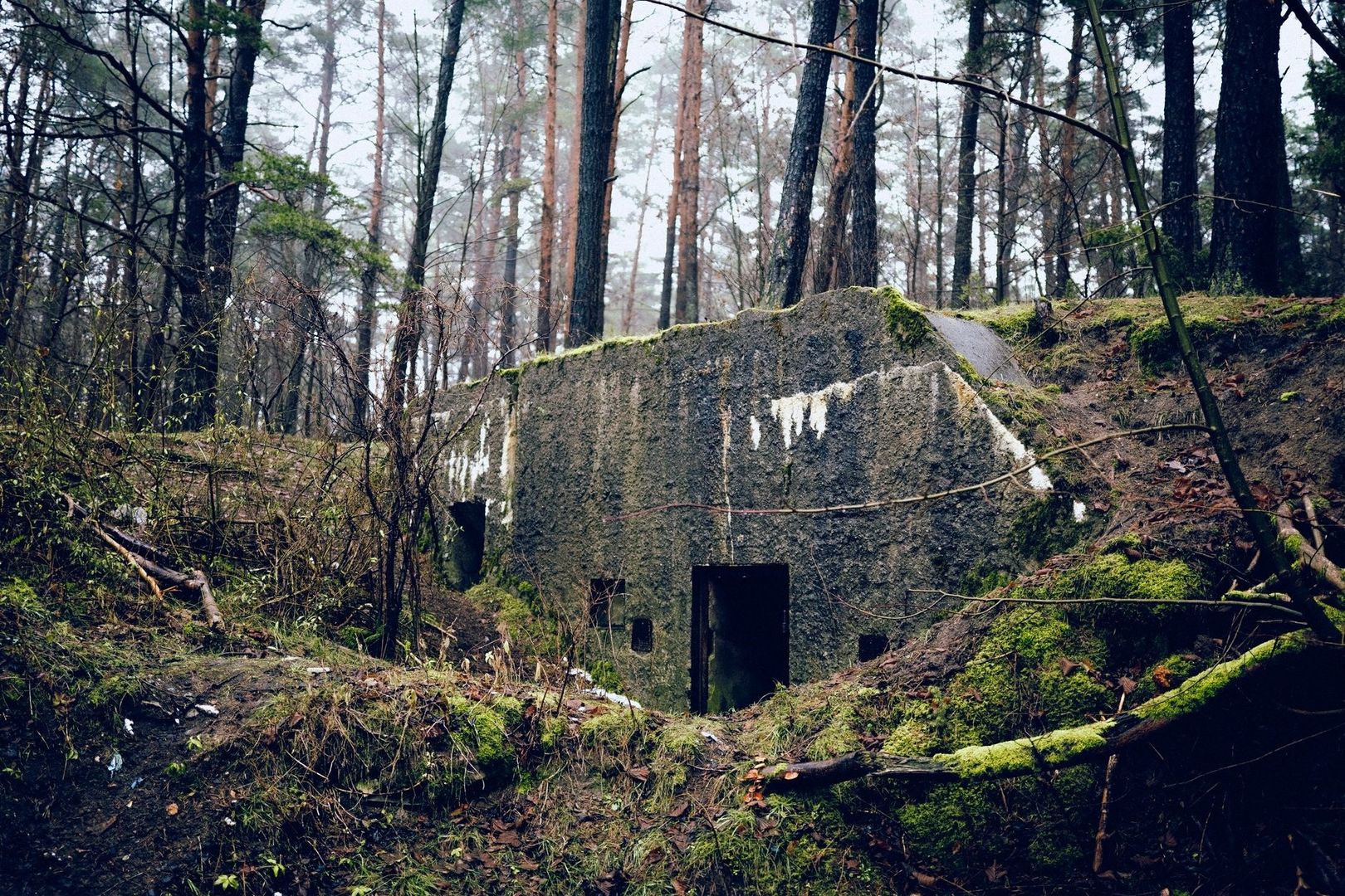 Moss-covered concrete bunker entrance hidden in a dense pine forest
